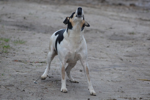 Chien qui aboie