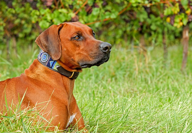 Collier sur chien