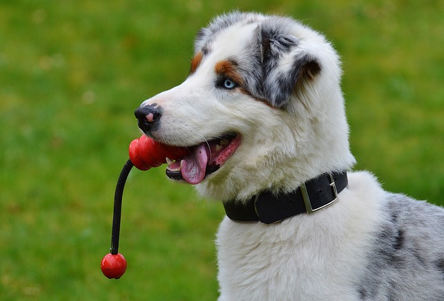 Education d'un chien