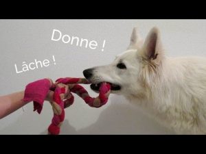 Apprendre à son chien à donner un objet