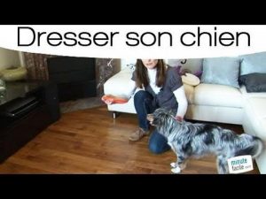 Apprendre à son chien à jouer au frisbee