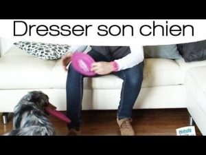 Apprendre a son chien a porter un objet