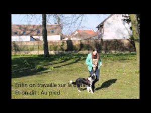 Apprendre la marche au pied à son chien en méthode positive