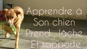 Apprendre prend, lâche et rapporte à son chien