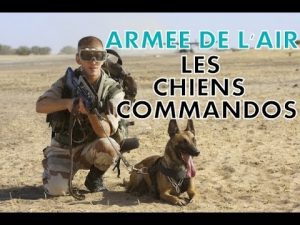 ARMEE DE L'AIR : LES CHIENS COMMANDOS