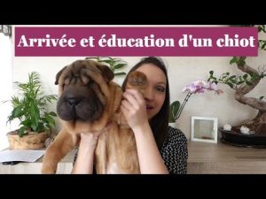 Arrivée et éducation du chiot de 8 à 16 semaines