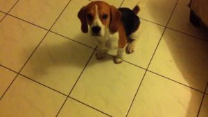 Beagle Dressage de mon chien