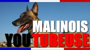 Berger Malinois Démonstration spectaculaire