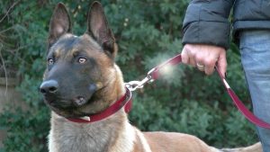 BERGER MALINOIS EDUCATION CANINE