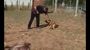 Brutalité dans l'éducation canine ! Malinois de 8 mois