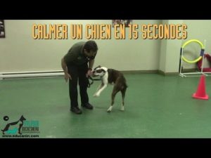 Calmer un chien en 15 secondes