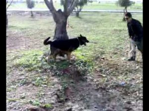 Chien berger allemand début de dressage pour l'attaque