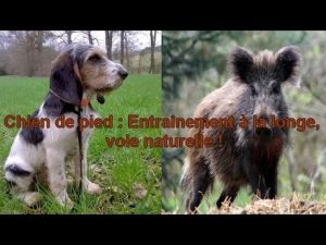 Chien de pied - Entraînement à la longe - Sanglier