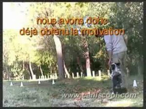 Chien dressage éducation canine