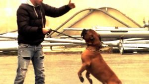 CHIEN TRÈS VIOLENT ET AGRESSIF