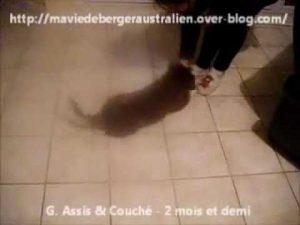 Chiot berger australien - 2 mois et demi - apprentissage assis couché