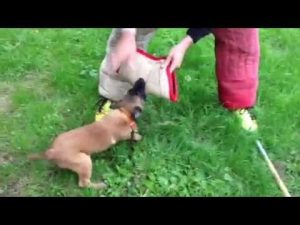 Chiot malinois 2 mois en pension dressage