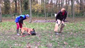 Chiot malinois 6 mois en pension dressage