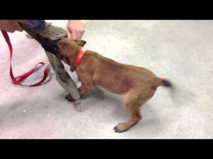 Chiot malinois âgé de 2 mois en pension dressage