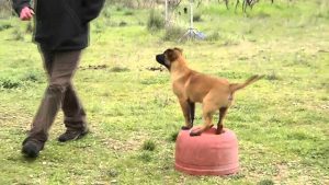 CHIOT MALINOIS GARDE D'OBJET ENTRAINEMENT