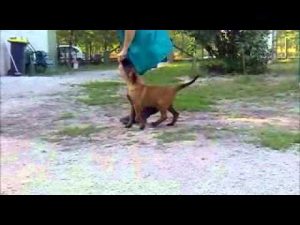 CHIOTS MALINOIS Obéissance2 mois