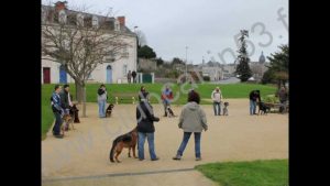 Club d'éducation Canine : les cours