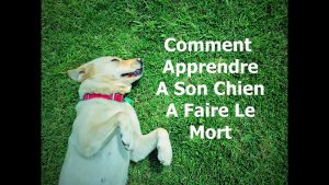 Comment apprendre à faire le mort à son chien