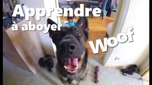 COMMENT APPRENDRE A MON CHIEN A ABOYER SUR ORDRE