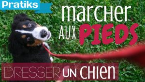 Comment apprendre à votre chien à marcher au pied