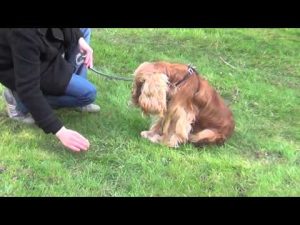 Comment apprendre le couché à son chien ?