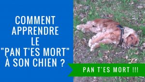 Comment apprendre le Pan t'es mort à son chien ?