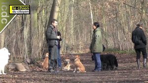 Comment apprendre le rappel à son chien ?