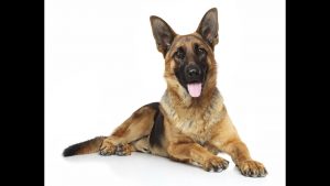 Comment Bien Dresser Son Chien - Dressage Facile De Chien