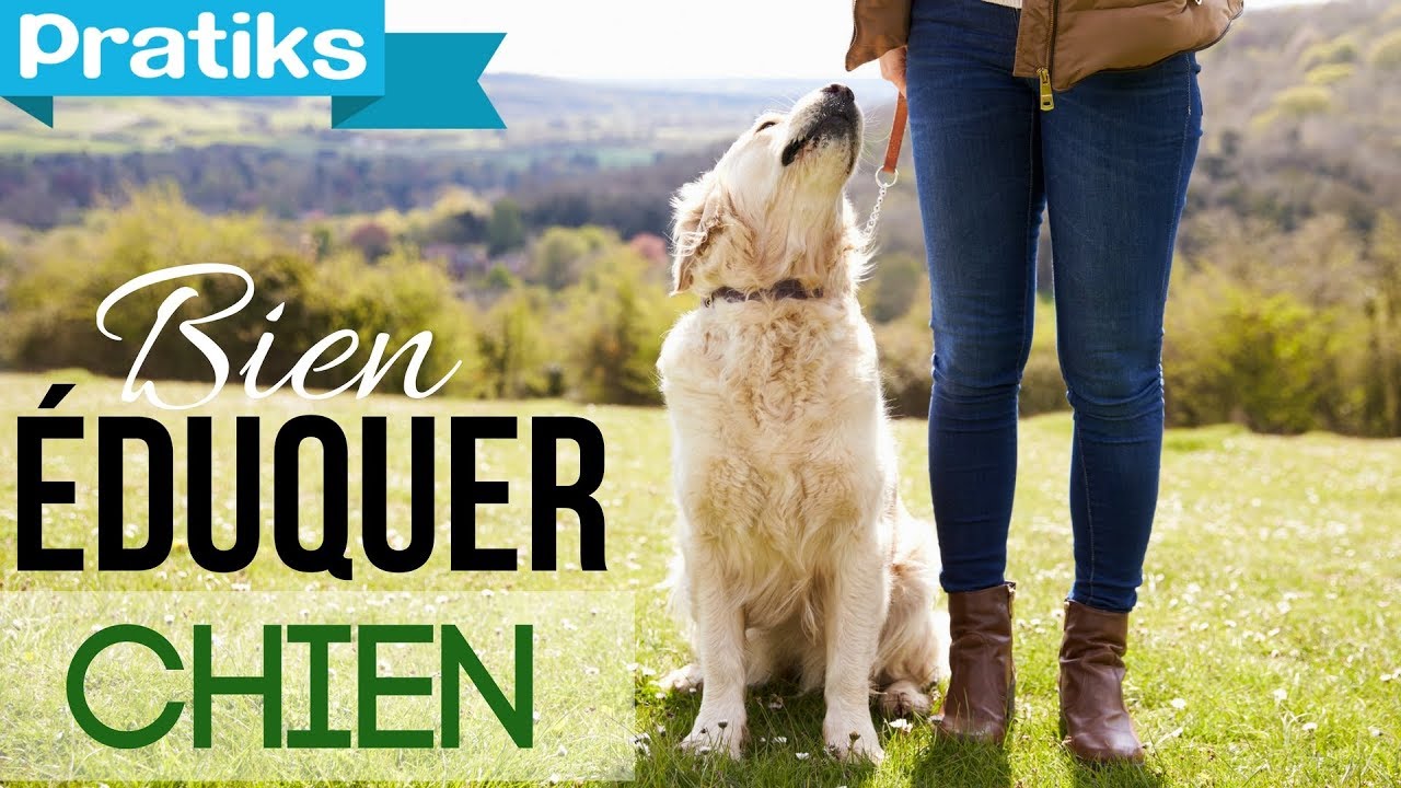 Apprenez à votre chien à marcher à côté de vous