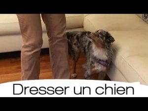 Comment dresser au pied son chien ?