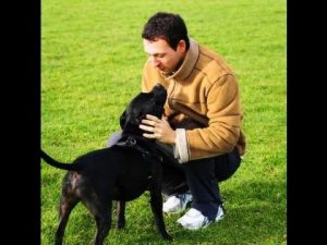 Comment dresser mon chien : dresser votre chien comme un dresseur professionnel