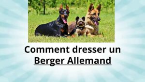 Comment Dresser son Berger Allemand - Conseil dressage Berger Allemand