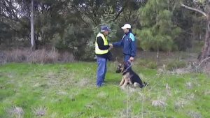 Comment dresser son chien à la défense ?