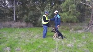 Comment dresser son chien à la défense ?