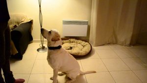 Comment dresser son chien/chiot avec les gestes ?