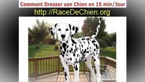 Comment Dresser Son Chien : Dressage Chiot 15 min/Jours