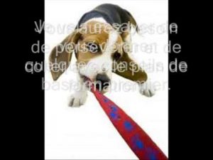 Comment Dresser Un Chien