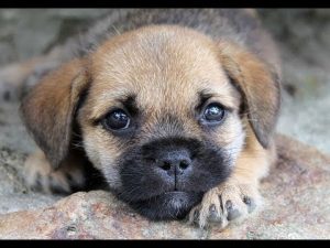 Comment Dresser un Chien - Comment Bien Dresser Son Chien