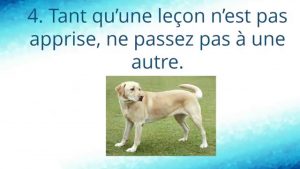 Comment dresser un chien ou chiot Labrador