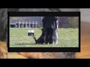 Comment dresser un Rottweiler chien ou chiot
