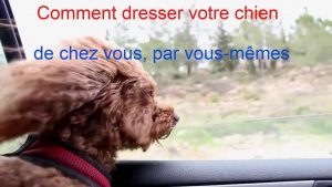 Comment dresser votre chien de chez vous, par vous-mêmes