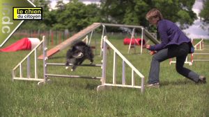 Comment éduquer son chien en bougeant ?