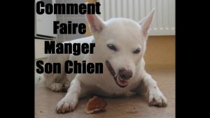 Comment faire manger son chien