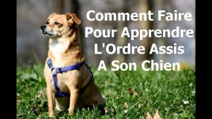 Comment faire pour apprendre l'ordre assis a son chien en dressage