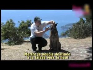 Comment mettre le collier à votre chien sans contrainte